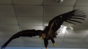 Морски орел обогати експозицията на Екомузей