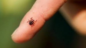 Пръскат парковете и детските площадки срещу кърлежи