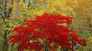 Горещо време до края на седмицата захлаждане през следващата