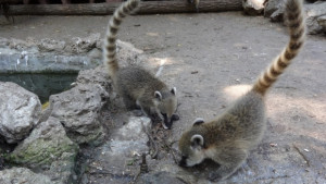 Две бебета носати мечета са найновите обитатели във варненския зоопарк