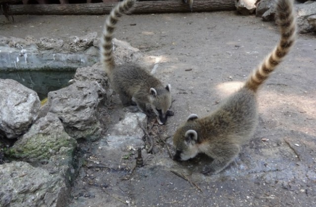 Две бебета носати мечета са най-новите обитатели във варненския зоопарк (СНИМКИ)
