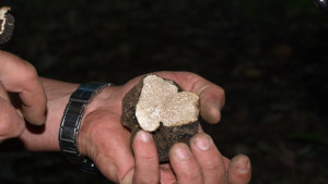 Откраднаха трюфели за 25 хиллв от склад в Русе