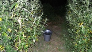 Унищожиха плантация и лаборатория за канабис