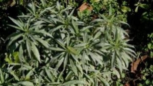 Прокуратурата в Хасково разследва пенсионер за отглеждане на марихуана