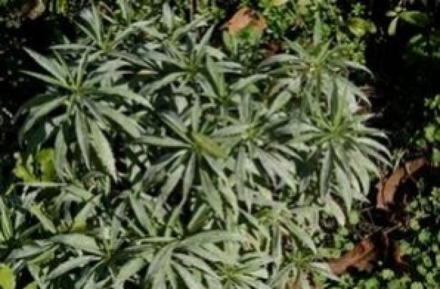 Прокуратурата в Хасково разследва пенсионер за отглеждане на марихуана