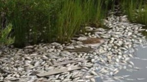 Намерената умряла риба във Варненското езеро не е вследствие на