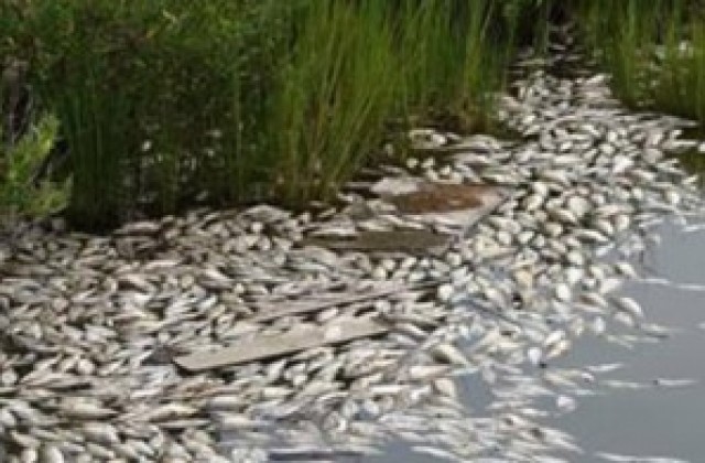 Намерената умряла риба във Варненското езеро не е вследствие на нефтен разлив
