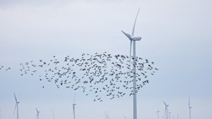 България чака присъда заради ветропарковете в Калиакра