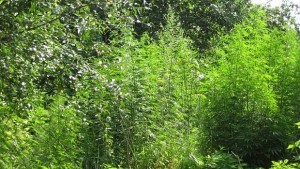 Иззеха канабис в петричко село