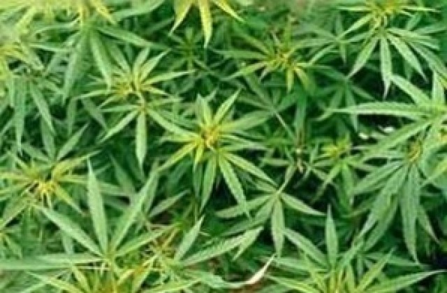 Разследват двама, отглеждали марихуана край Раковски
