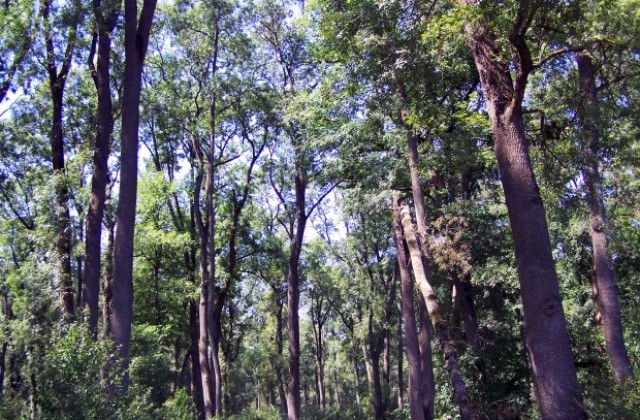 Павлина от Старо Оряхово била убита след лов на таранки още на 15 август