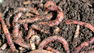 В Боливия правят протеинови бисквити с брашно от червеи