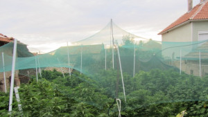 18 броя растения канабис намерени в село Кънчево