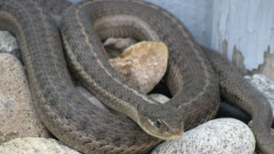 Огнеборци хванаха огромен смок подплашил деца в Г Оряховица