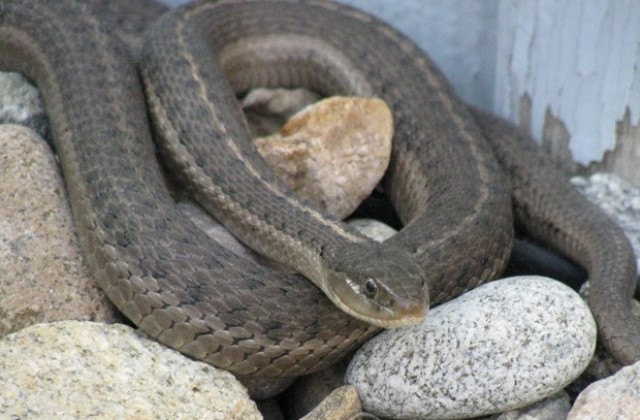 Огнеборци хванаха огромен смок, подплашил деца в Г. Оряховица