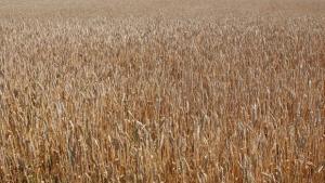 Лимецът лекува анорексия и безплодие твърди известен билкар