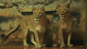 Две лъвици от Дания вече живеят в Софийския зоопарк