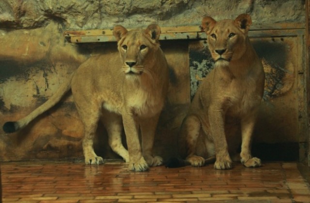 Две лъвици от Дания вече живеят в Софийския зоопарк