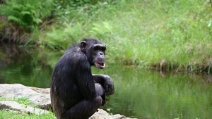 Откриха защо не приличаме на шимпанзета