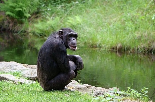 Откриха защо не приличаме на шимпанзета