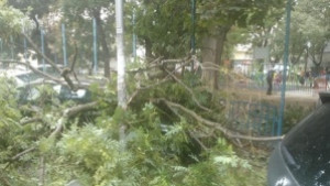 Клон се стовари върху кола до детска площадка