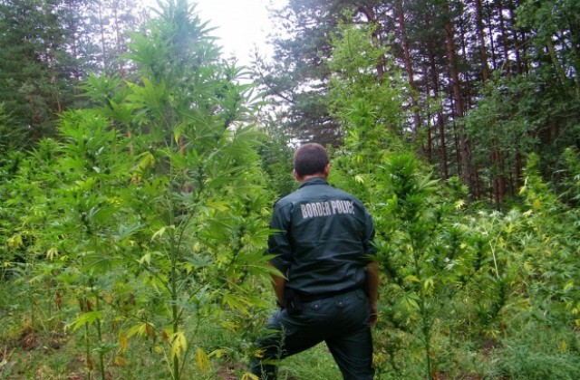 Гранични полицаи откриха над 2.5 тона канабис при спецакция