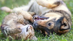 Петбот робот се грижи за домашни любимци