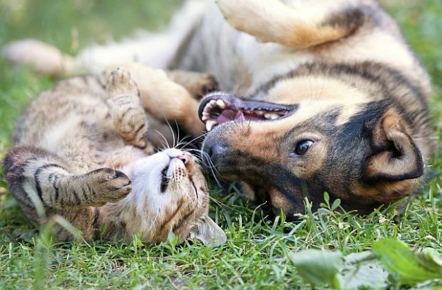 Петбот - робот се грижи за домашни любимци