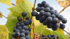 Експерти обикалят страната дават безплатни съвети на фермери