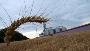 Зърнената реколта е добра цените в лева без промяна на