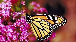 Пеперуди крадат гените на оси