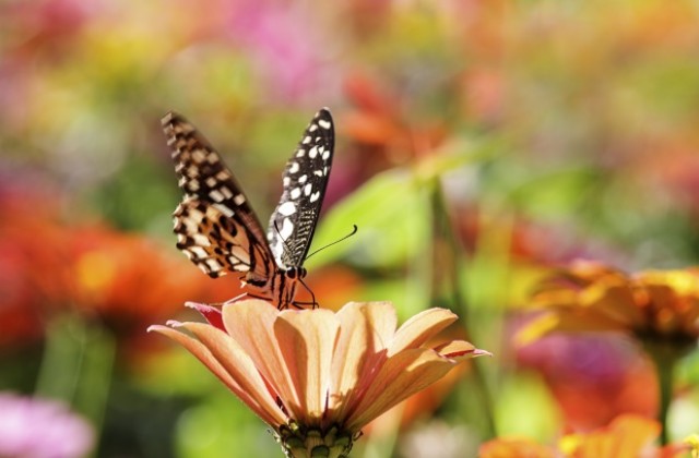 Пеперуди „крадат” гените на оси