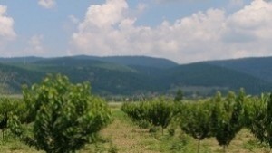 Безплатни съвети на земеделците в изнесени приемни в Ямболско