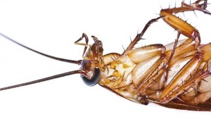 Създадоха хлебарка разузнавач