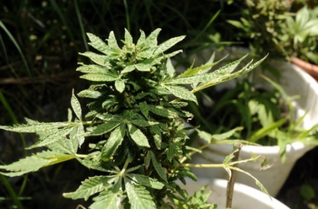 Спипаха варненец да пренася чували с марихуана