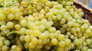 Време за бране на грозде в община Дупница