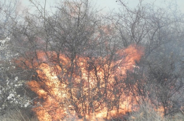 Изгоряха 27 декара борова гора в Ардинско