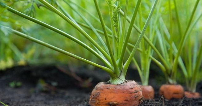 Американският градинар Крис Куоли отгледа морков който тежи 10 16 кг