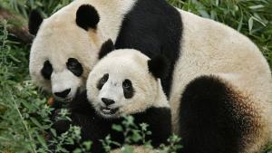 Учени търсят път към ново поколение биогорива в екскременти на