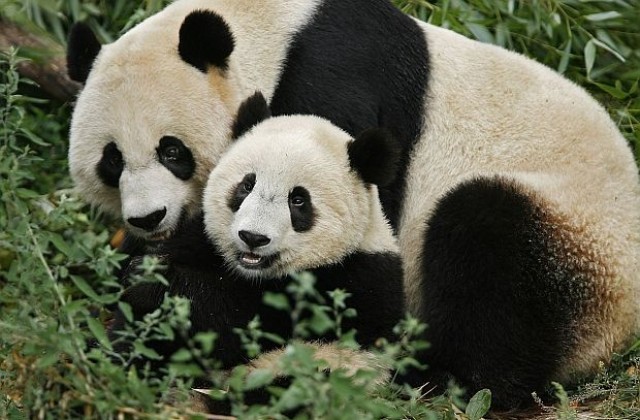 Учени търсят път към ново поколение биогорива в екскременти на панди