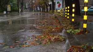 Силният вятър събори дърво върху кола