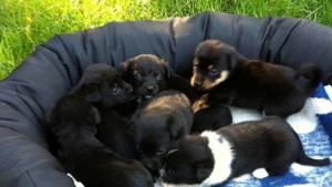 Търси се дом за тези малки кученца