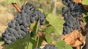 Спипаха крадци на грозде