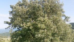 Разкажи историята на дърво което е оставило спомен в живота