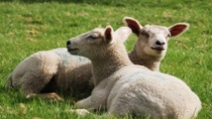 В средата на месеца започва изплащането на подпомагането по схемите