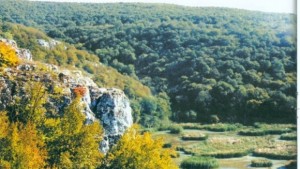 Контролират износа на дървесина с нова технология