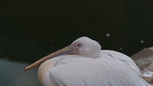 Пеликани намерили смъртта си след сблъсък с далекопроводи