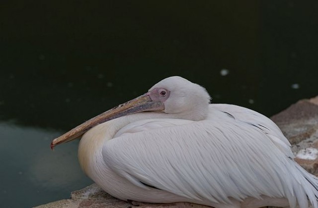 Пеликани намерили смъртта си след сблъсък с далекопроводи