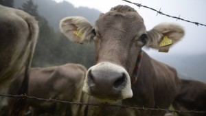 Фонд Земеделие ще подпомогне над 26 000 животновъди