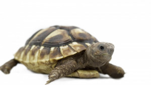 Австралийски учени конструираха памперс за костенурки